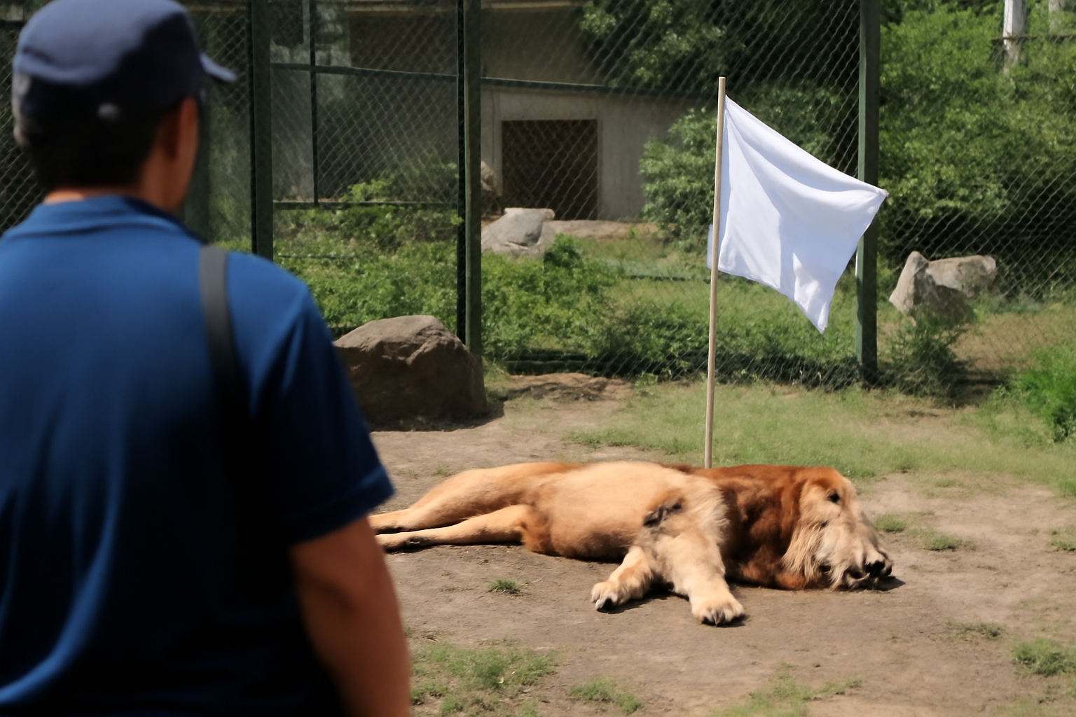 多摩動物公園のライオン3頭死去、展示中止で猛暑に白旗かよ